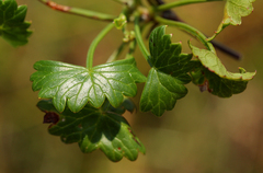 Centella obtriangularis image