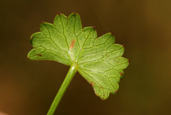 Image of Centella obtriangularis