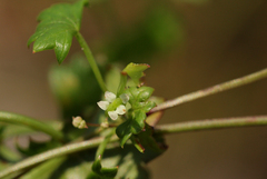 Centella obtriangularis image