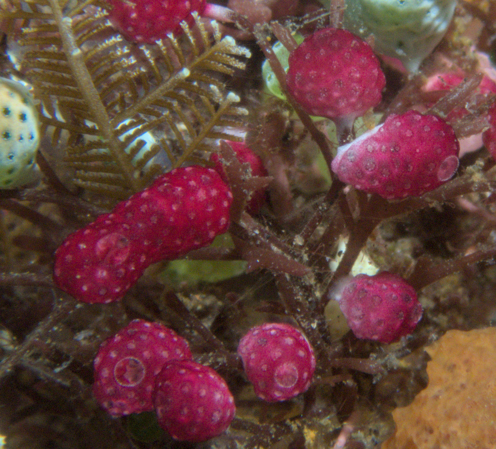 Moseley's Ascidian