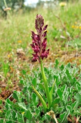 Anacamptis coriophora