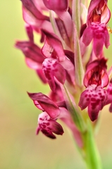 Anacamptis coriophora