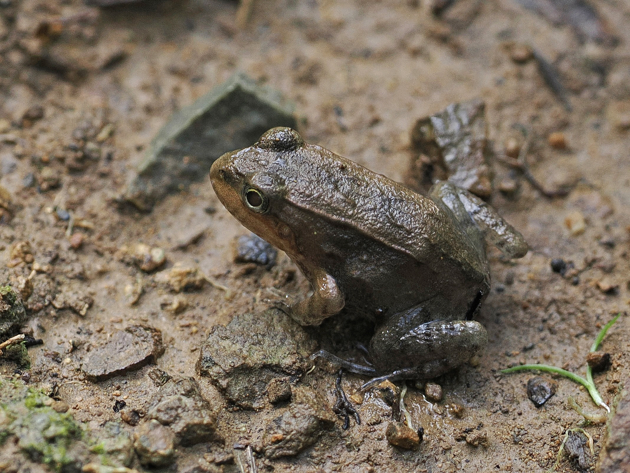 Leptodactylidae image