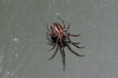Zygiellinae