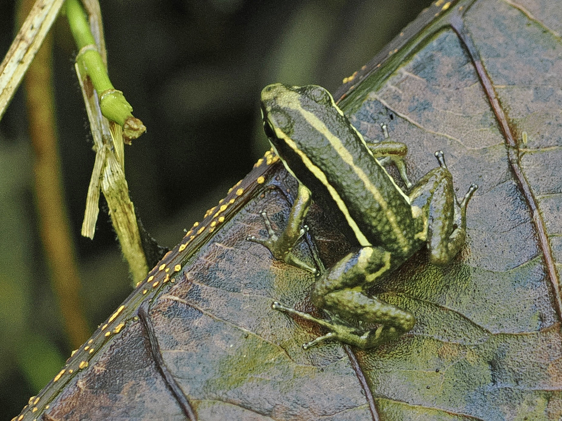 Epipedobates image