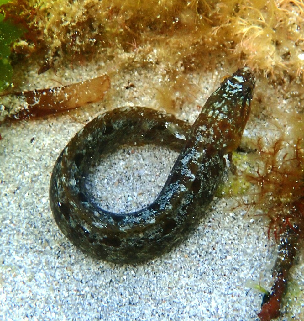 Southern snakeblenny (Ophiclinus antarcticus) — Clinidae