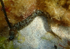 Adelaide Snakeblenny photo 2