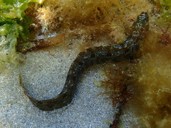 Adelaide Snakeblenny photo 3