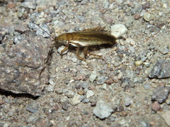 Latiblattella lucifrons
