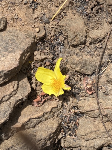 Cochlospermum tinctorium