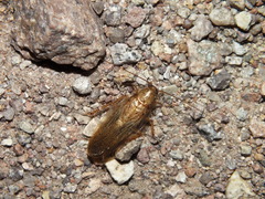 Latiblattella lucifrons