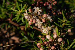 Asparagus chimanimanensis image