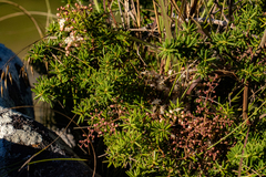 Asparagus chimanimanensis image