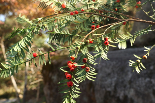 Maire's yew