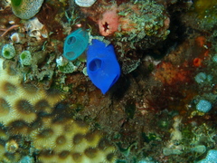 Rhopalaea