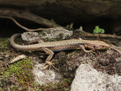 Ajarian Lizard photo 2