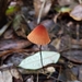 Marasmius brunneolorobustus - Photo (c) Michelle Colpus, some rights reserved (CC BY-NC), uploaded by Michelle Colpus