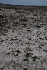 Arctotis angustifolia