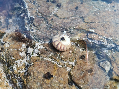 Calliostoma unicum, 2023-03-10