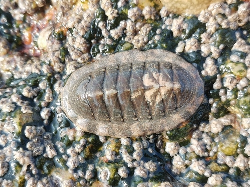 Ischnochiton hakodadensis