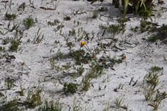 Arctotis angustifolia