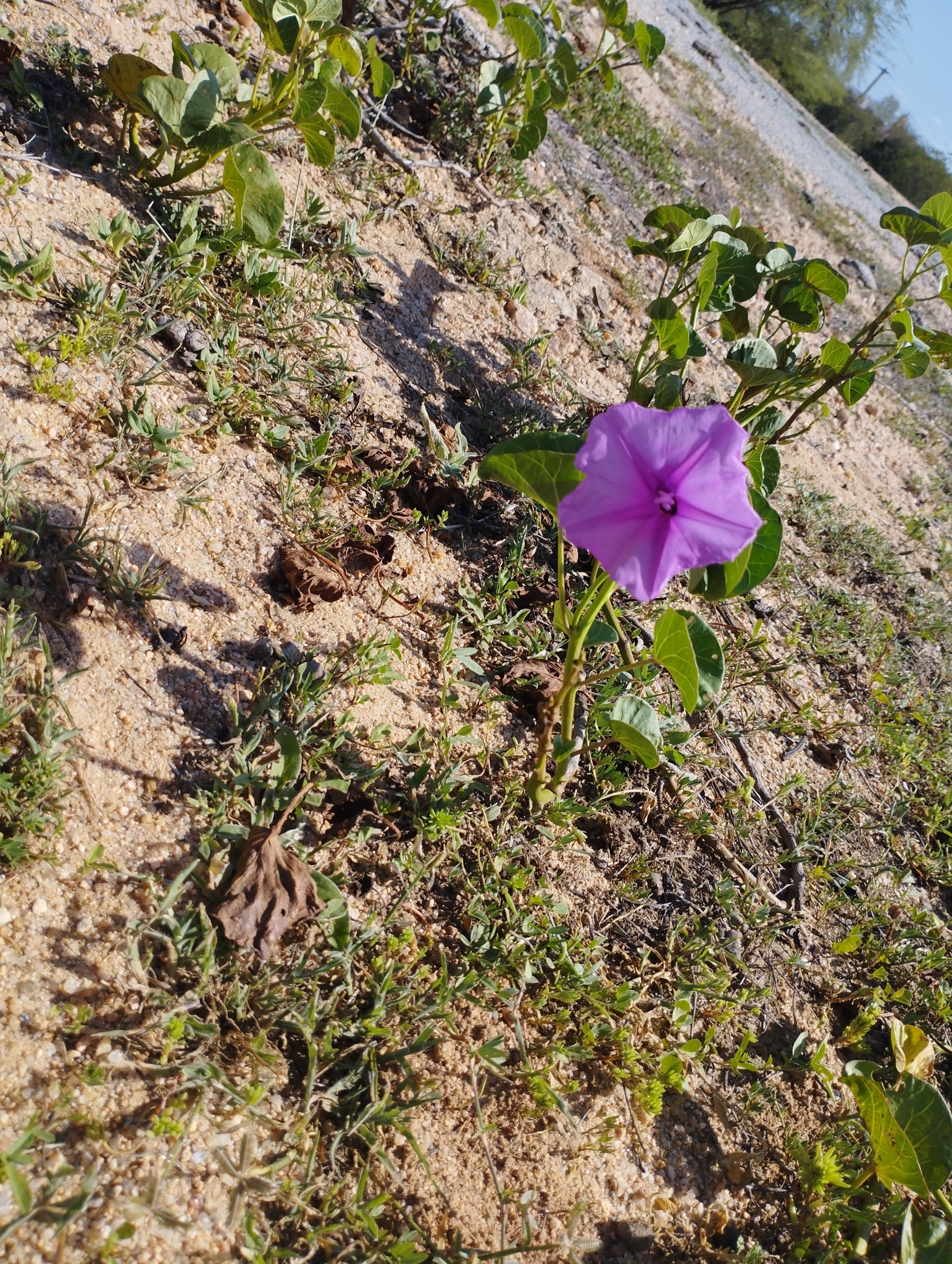 Ipomoea asarifolia