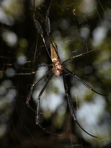 Hairy Golden Orb-weaving Spider