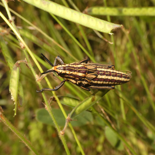Dictyophorus griseus