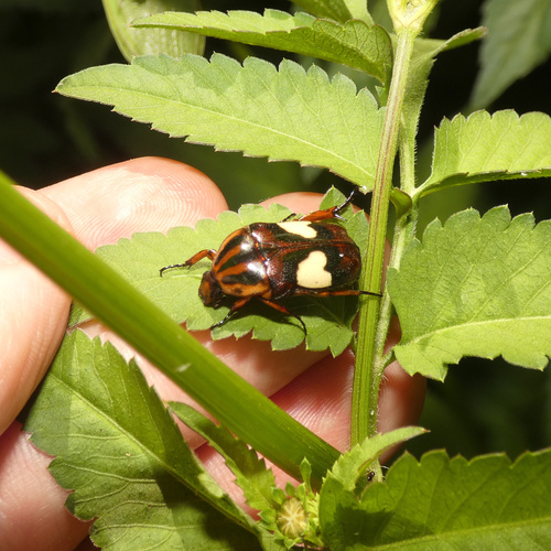 Yellowheart Fruit Chafer