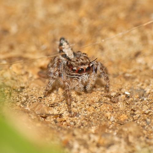 Brown Hyllus Jumping Spider