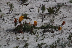 Arctotis angustifolia