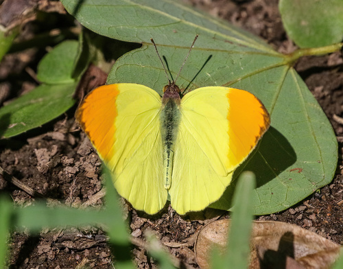 Eronia leda (Boisduval, 1847)