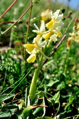 Orchis pauciflora