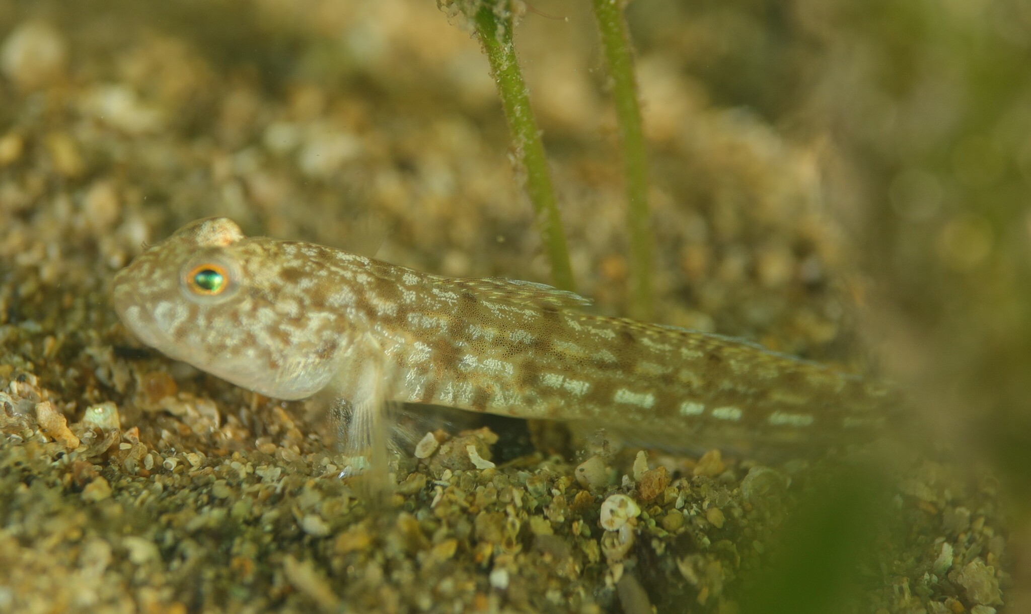 Glover's Tasmangoby photo 4
