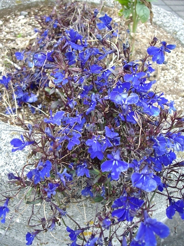lobelka drobná (Lobelia erinus)