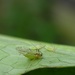 Macrosiphum hellebori - Photo (c) anonymous, some rights reserved (CC BY-NC)