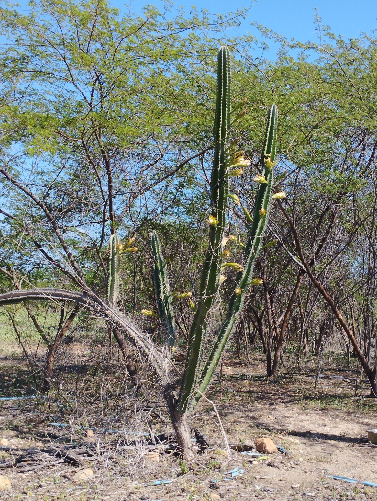 Cereus jamacaru