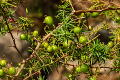 Asparagus chimanimanensis image