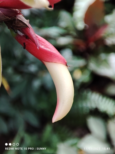 Red bamboo ginger (Alpinia luteocarpa)