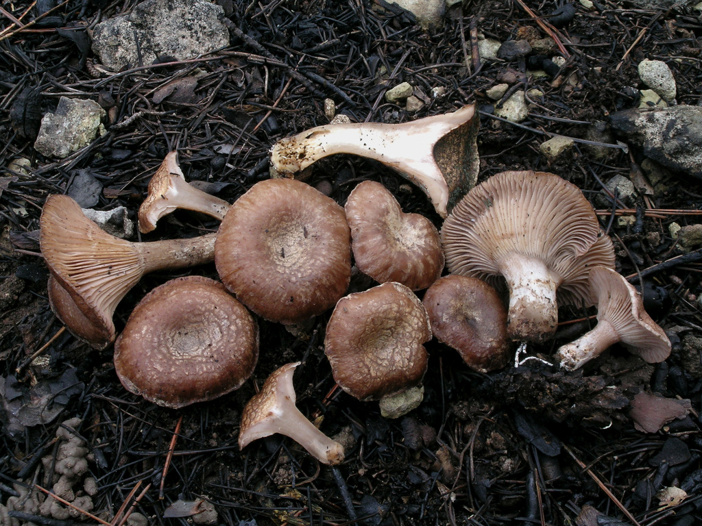 Cleistocybe carneogrisea
