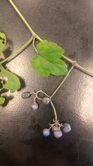 Ampelopsis glandulosa