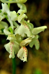 Orchis provincialis