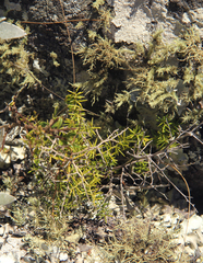 Asparagus chimanimanensis image