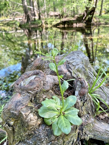 Samolus parviflorus (Samolus parviflorus)