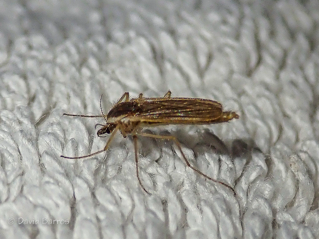 Chaoborus flavicans
