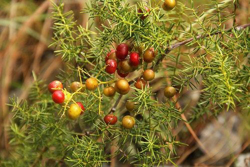 Asparagus chimanimanensis image