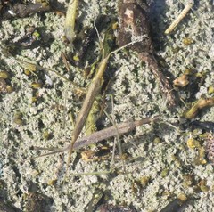 Ranatra quadridentata