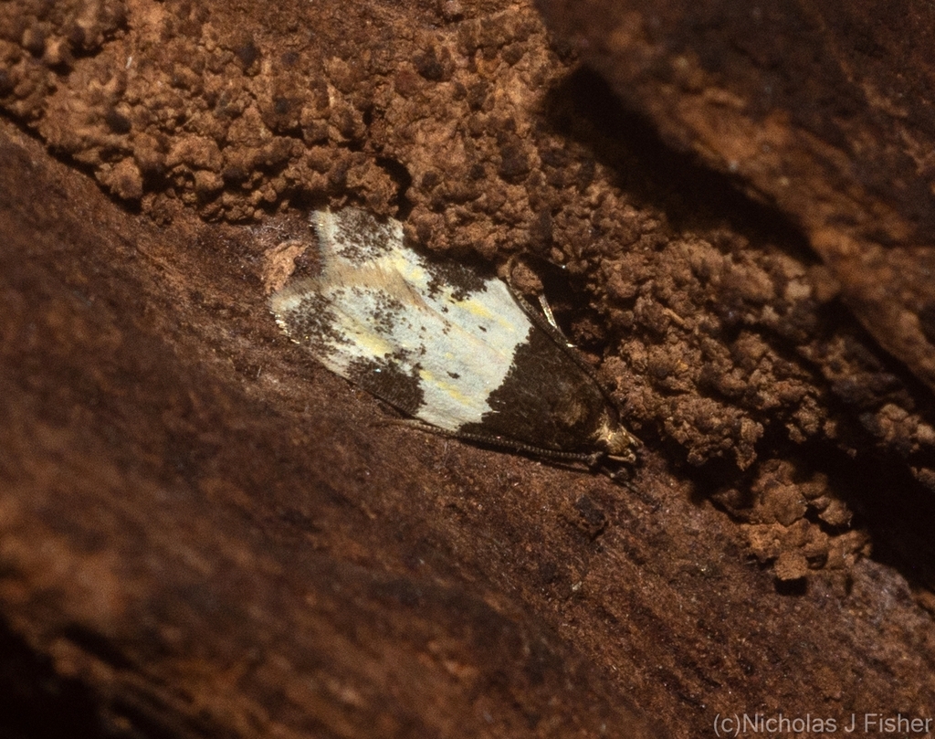 Sphyrelata deltotypa