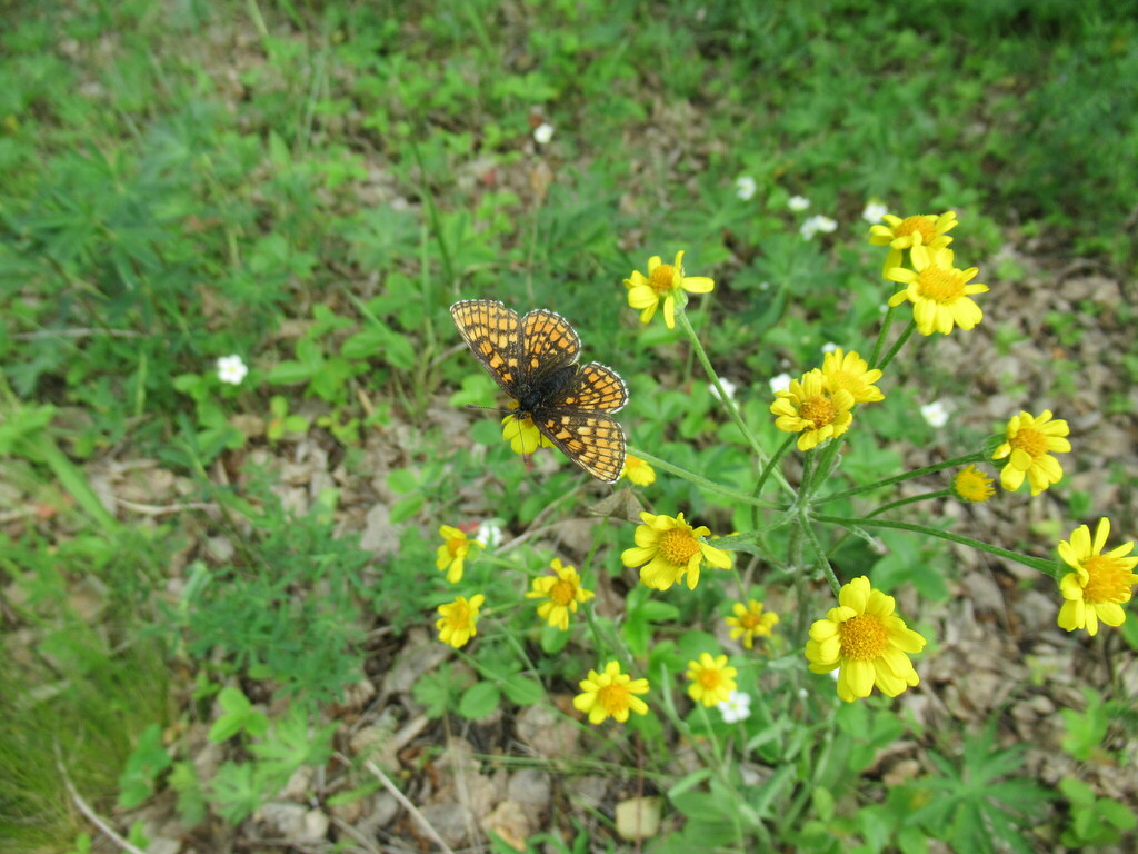 Melitaea from Черемховский р-н, Иркутская обл., Россия on June 15, 2020 ...