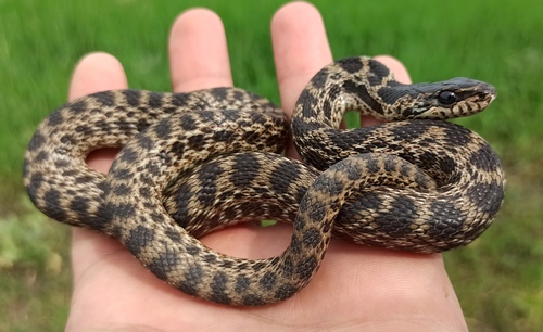 Urartian Ratsnake